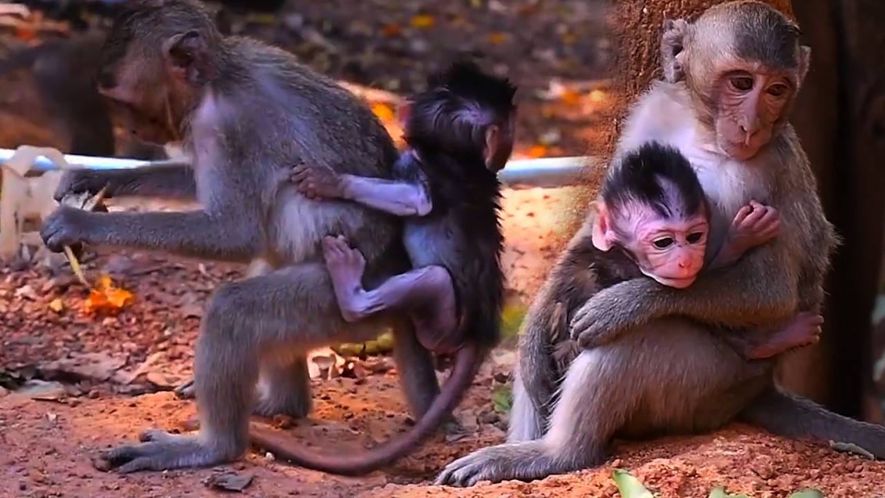 Adorable Wildlife 2026 — your peaceful escape into the most heartwarming baby monkey moments
