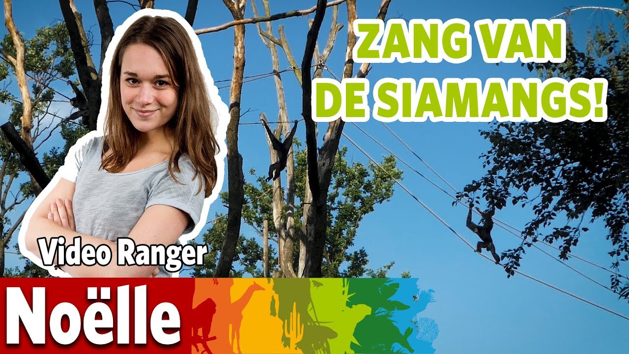 Zingende Siamangs!