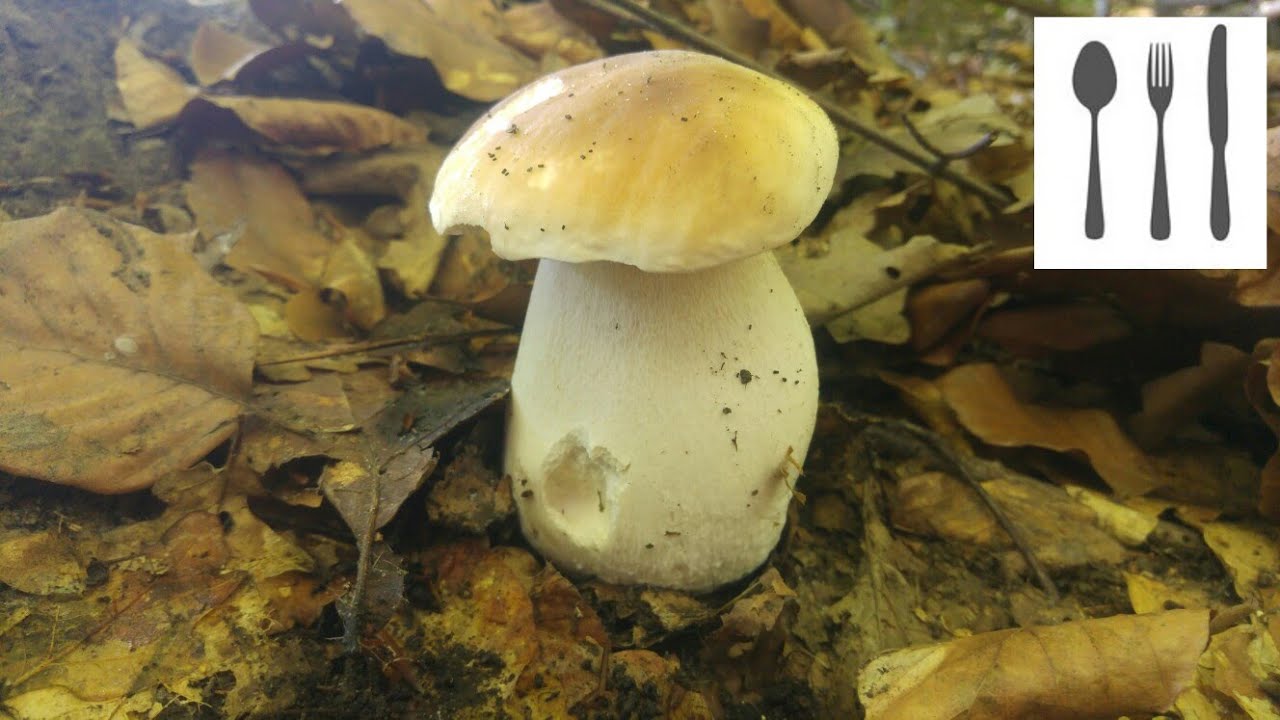 Borowik szlachetny&nbsp;(Boletus edulis) i olbrzymy 22.06.2017