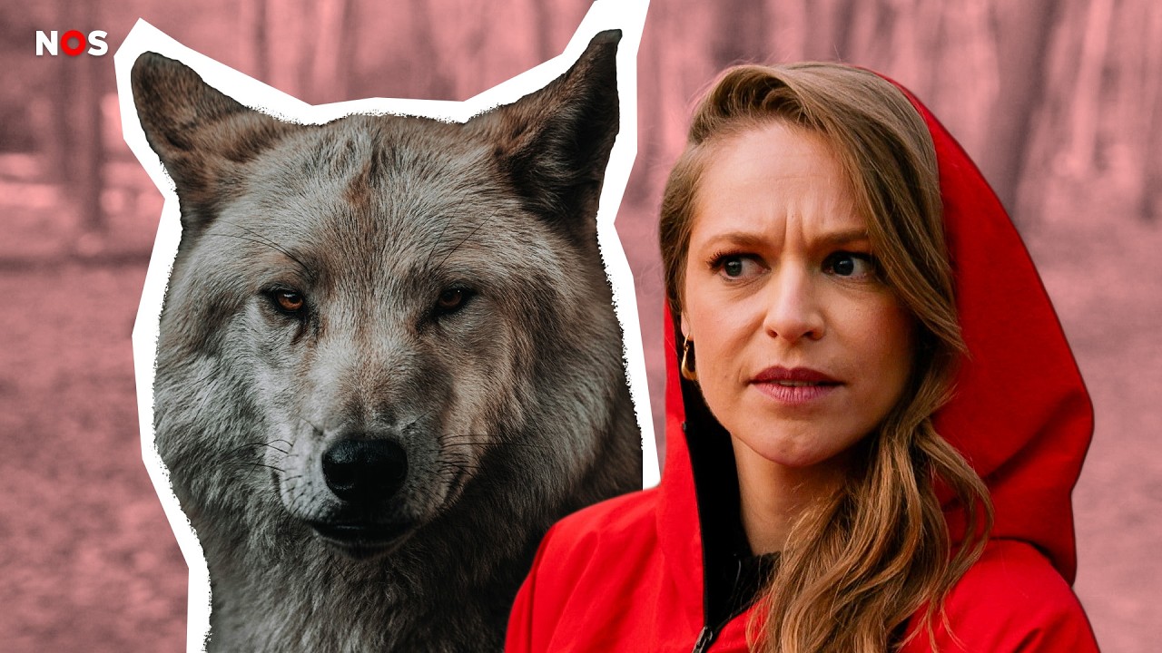 Waarom de wolf woedend maakt