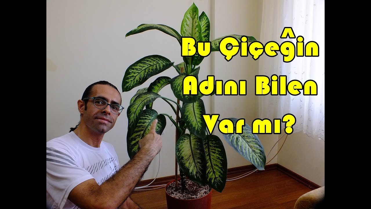 Salon Çiçekleri Bakımı ve Saksı Değişimi (Difenbahya)