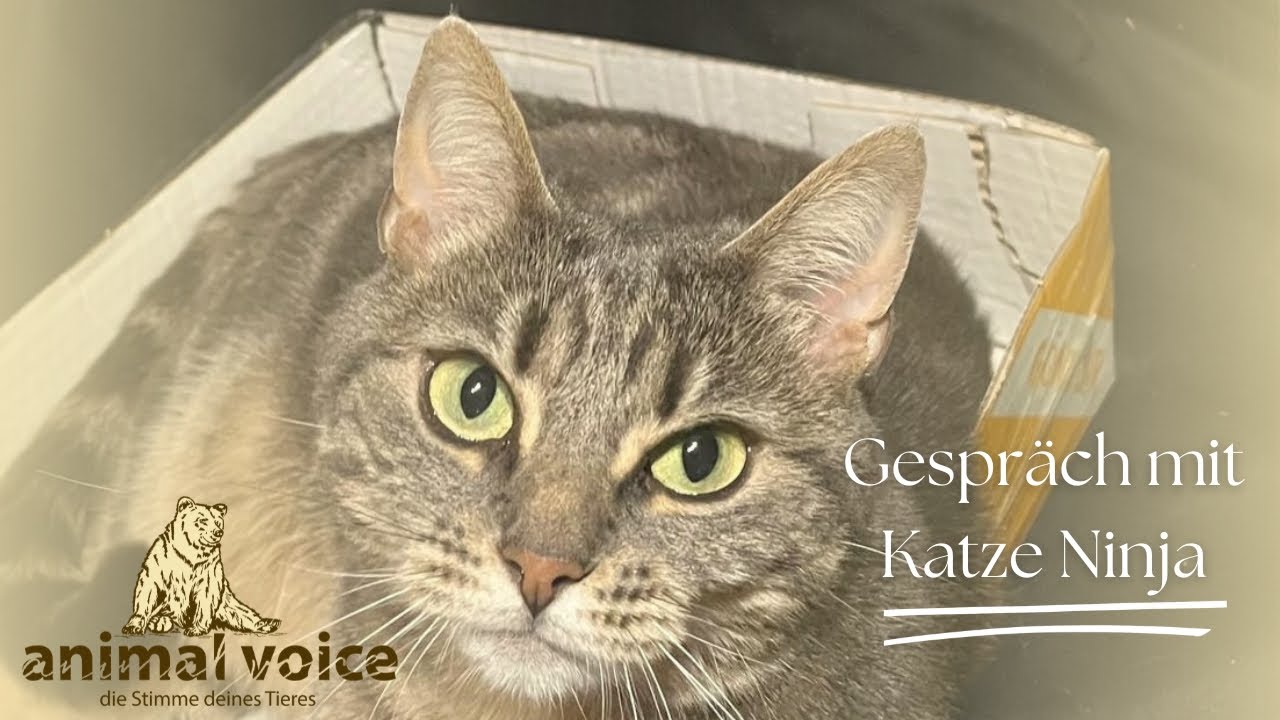 Gespräch mit Katze Ninja