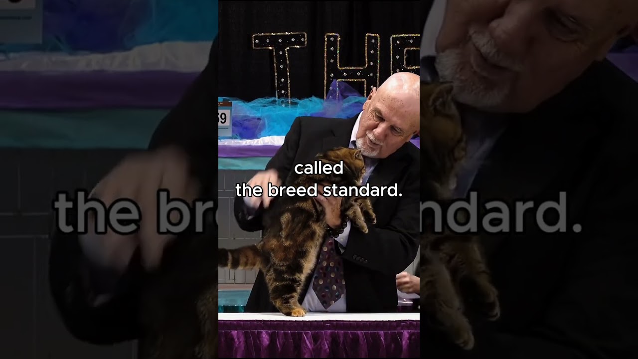 How Are Cats Judged at Cat Shows? #catshow #cfa #catbreed #catsofyoutube #persiancat #cat #catfacts