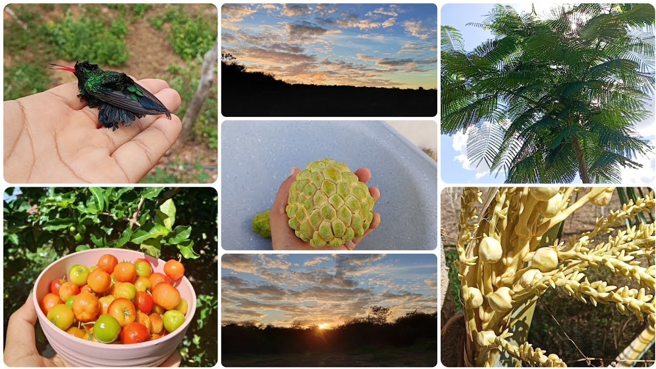 Amanheceu na Roça 🌄 Vida Simples e Horta Cheia de Vida plantio do maracujá  colheita 
