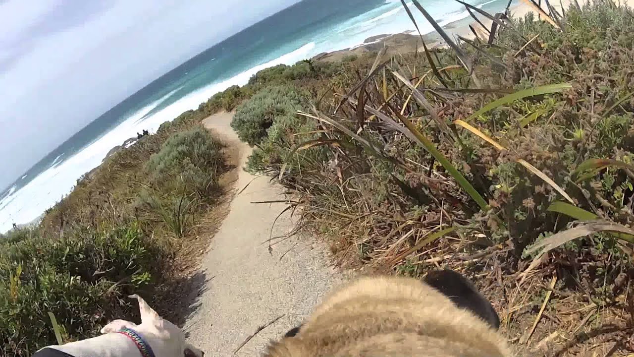 Greyhounds - 83 percent couch potato, 17 percent action hero