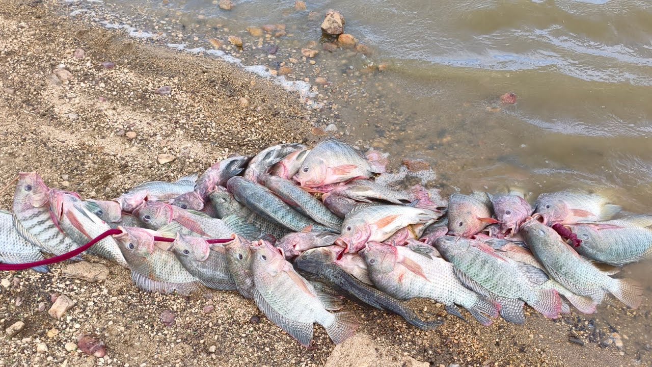 FIZEMOS UMA PESCARIA E FRITO GARANTIDO NA BEIRA D'ÁGUA SÓ TILÁPIAS GIGANTES 