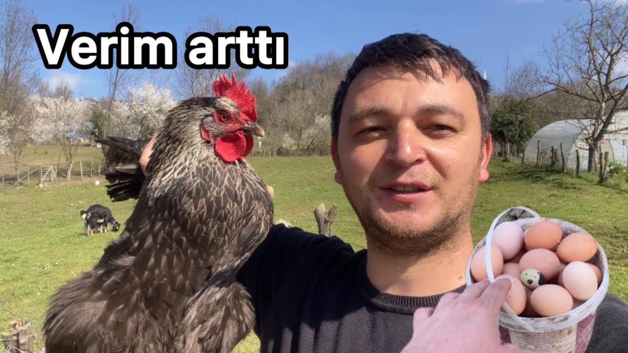 KÜMES YAPIYORUZ~TAMİR YIKAMA HAYVAN BAKIMI~İFTAR MENÜSÜ NELER YAPTIK