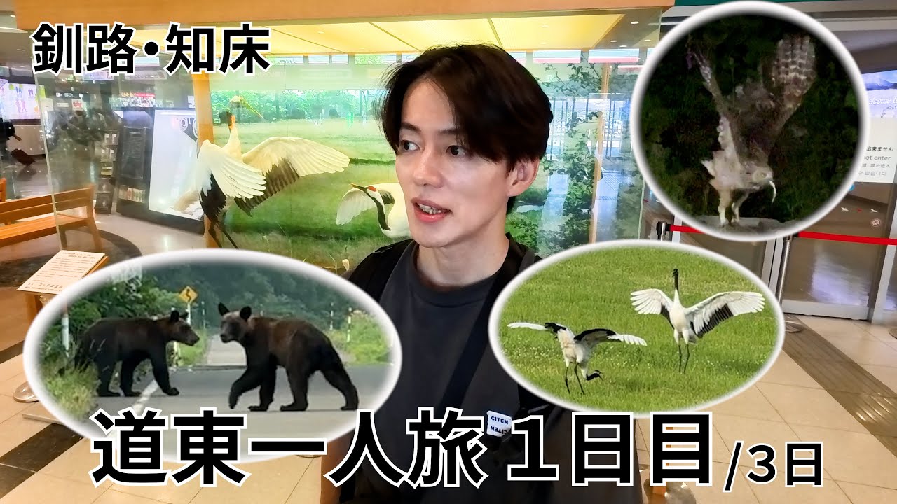 【北海道一人旅】釧路＆知床で野生のヒグマ・シマフクロウ・タンチョウと遭遇！野生動物尽くしの最高1日目