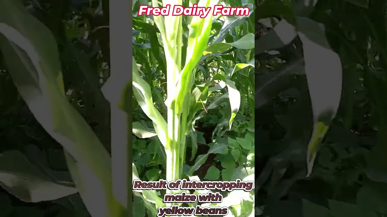 Result of intercropping Maize with Yellow BEANS