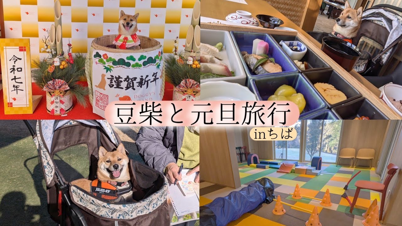 豆柴と旅行│お正月ドギーズアイランド│愛犬も自由に今年もよろしくお願いします🎍