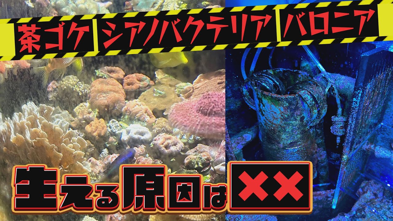 今さら聞けないコケ対策．．．《サンゴ水槽編》【2023年4月号 vol.3】