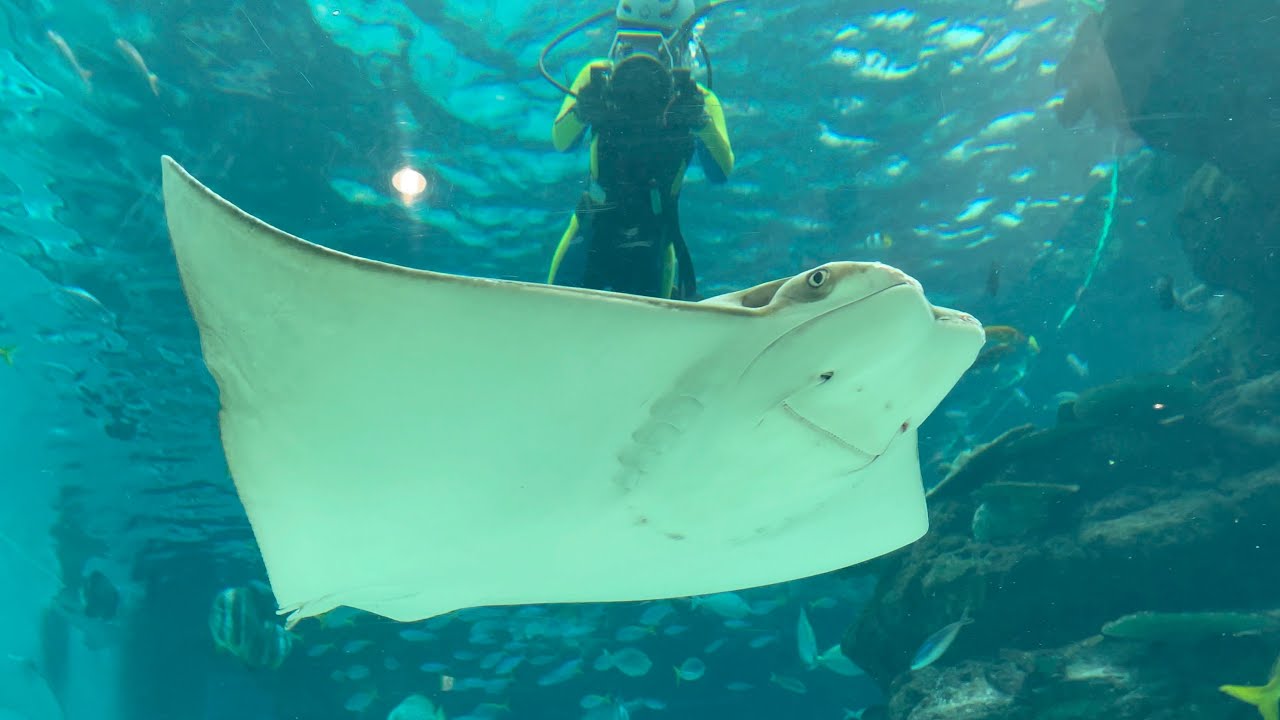 2022/08/08 ダイバーコミュニケーション【14:30の回】 @名古屋港水族館