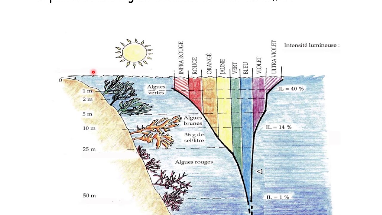 Classification des  algues vertes ou chlorophycophytes