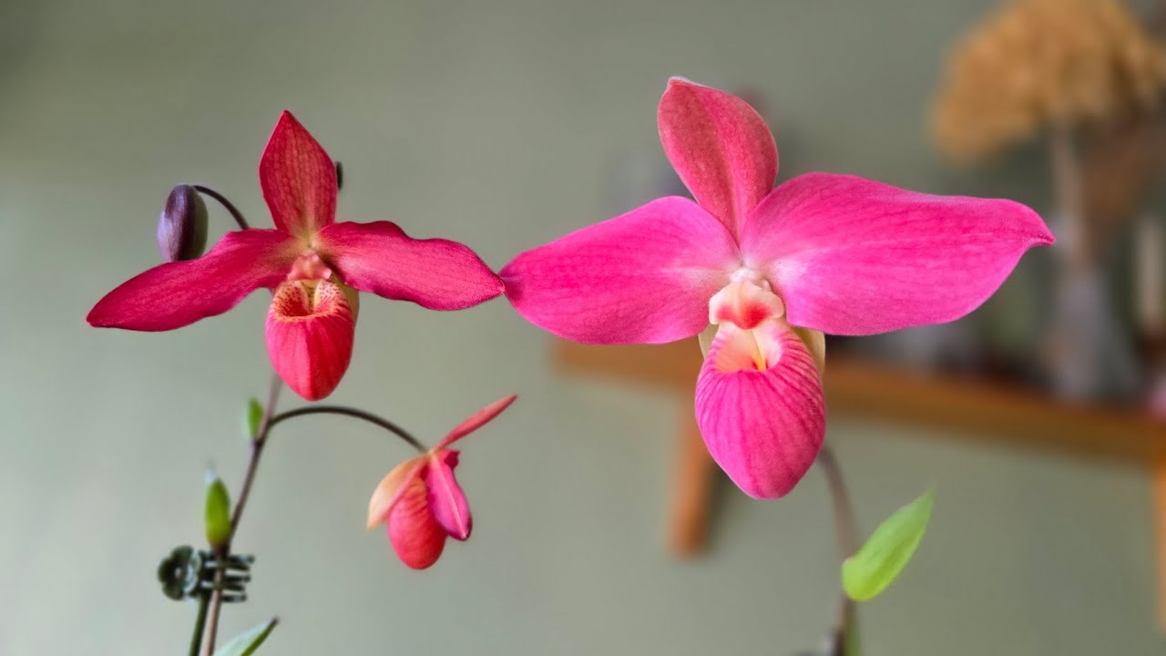 How to pollinate a phragmipedium orchid 美洲兜兰受粉过程