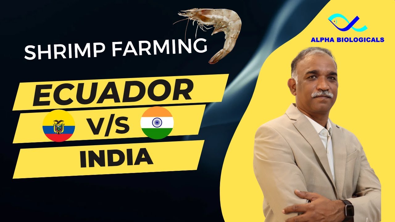 Ecuador V/S India (Shrimp Farming Practices) (Telugu)