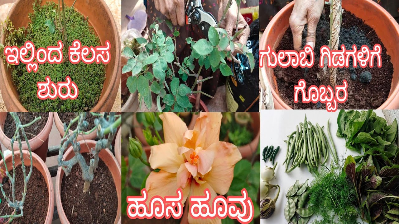 #ಗುಲಾಬಿ_ಗಿಡದ_ಬಗ್ಗೆ_ವಿವರವಾಗಿ_ತಿಳಿಯಿರಿ//