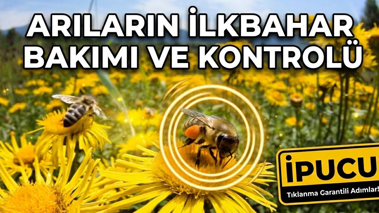 Arıların ilkbahar Bakımı ve Kontrolü (Arıcılık Eğitimi 2)