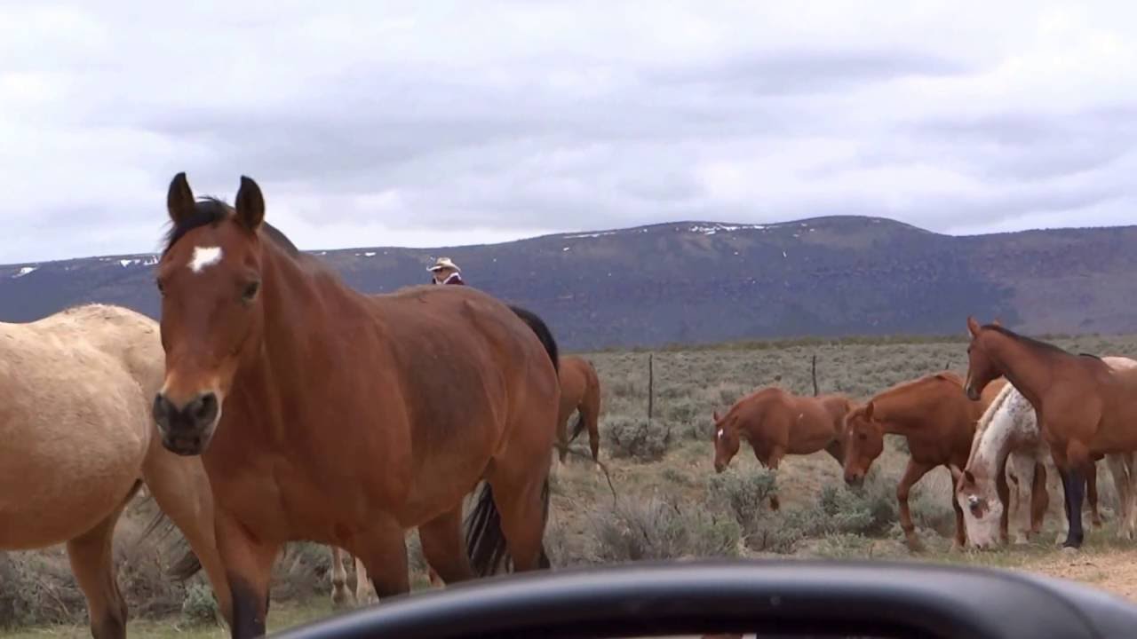 2016 04 30 Sombrero Horse Drive Hyw 10