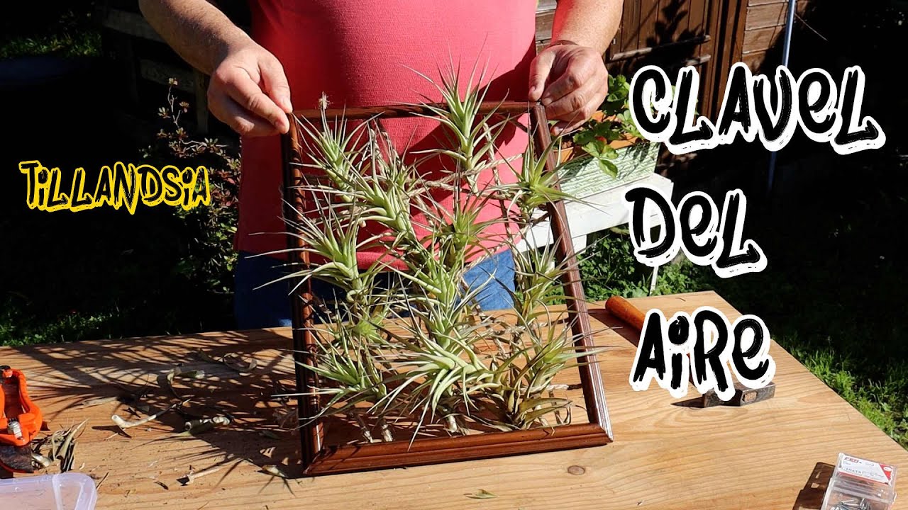 Clavel del Aire: La planta que vive del aire | DIY Cuadro Decorativo