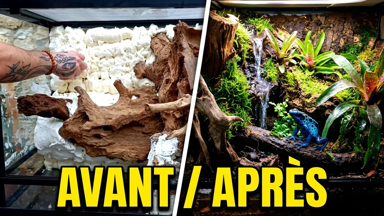 MON 1ER PALUDARIUM POUR DENDROBATES EN ACCÉLÉRÉ