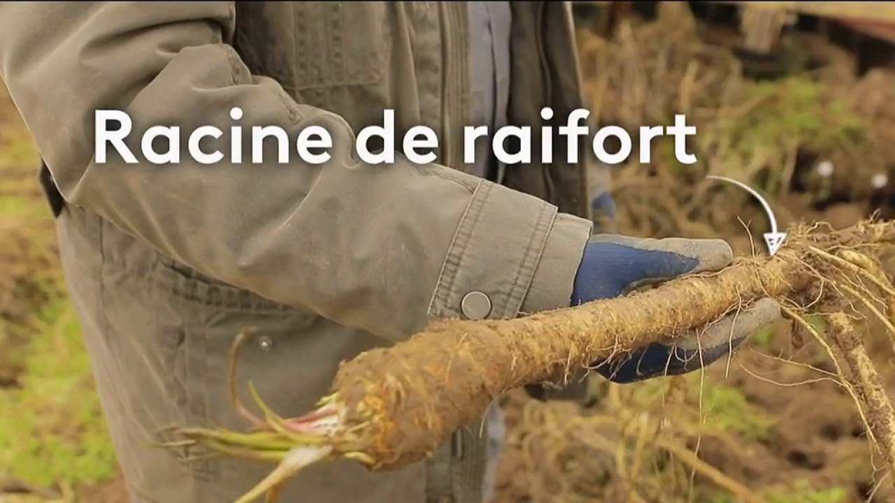 Terroir - Alsace : le raifort, l'autre moutarde