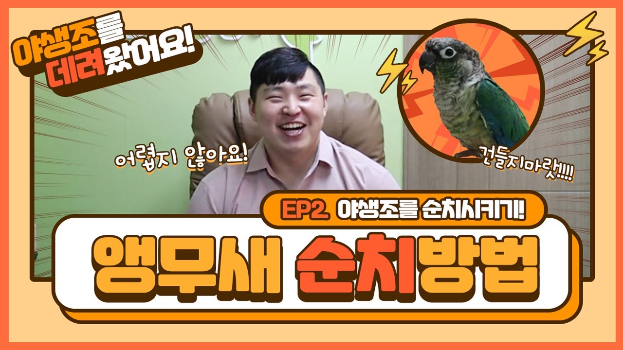 [앵무새키우기]많은 분들이 원하셨던 그 영상~! 야생조를 데려와 순치시켰습니다!