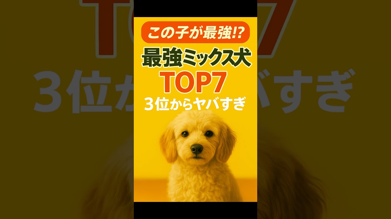 最強ミックス犬TOP7 #犬好きさんと繋がりたい #犬の気持ち #ワンコのきもち #犬の雑学 #犬あるある #犬好きと繋がりたい #柴犬 #犬のいる暮らし #犬のいる生活 #ゴールデンレトリバー