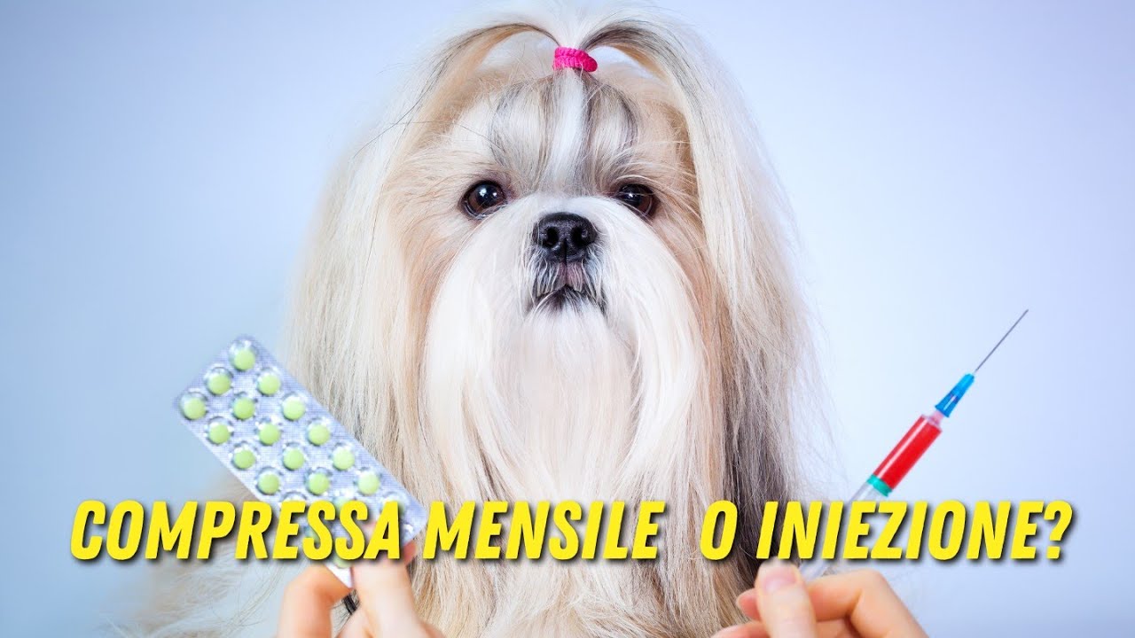Parassiticidi per il cane: meglio compressa mensile o iniezione annuale?
