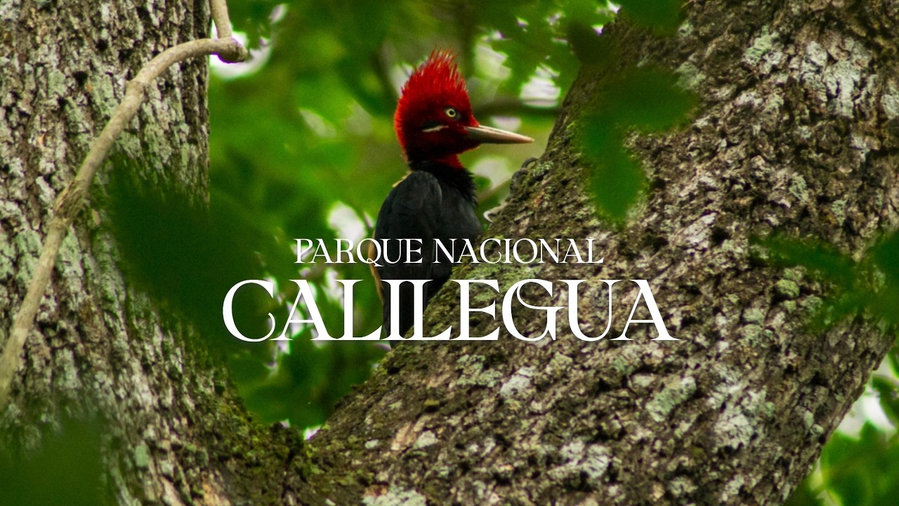 Parque Nacional Calilegua - Vlog 4 Un viaje hacia lo profundo del Noroeste Argentino🌵🇦🇷