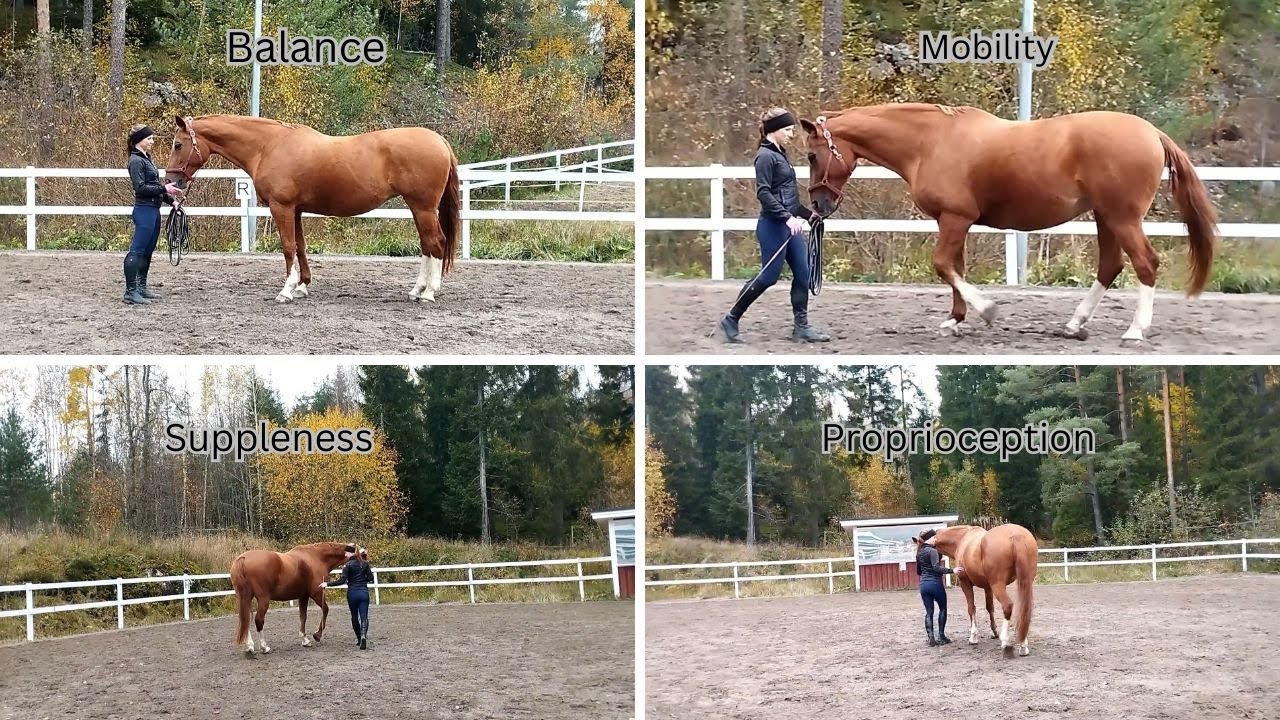 Groundwork Exercises to Improve Your Horse's Balance, Mobility, Suppleness and Proprioception!