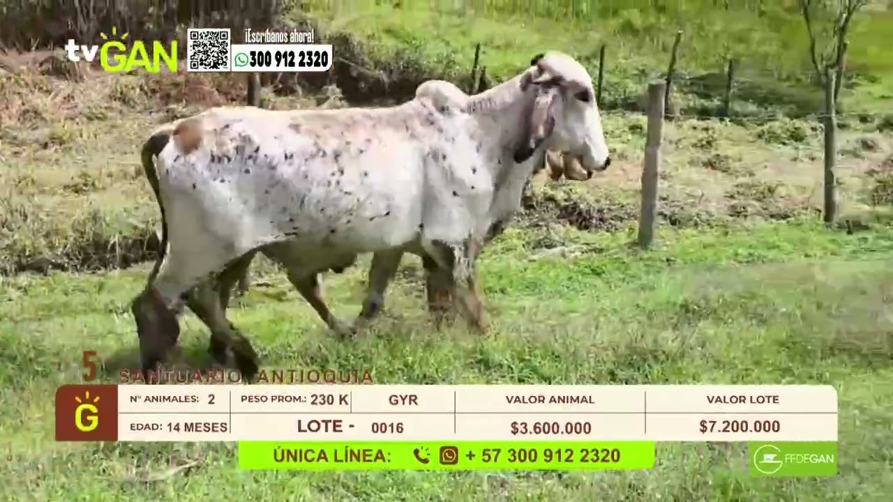 Tu vitrina ganadera- TvAgro por Juan Gonzalo Angel
