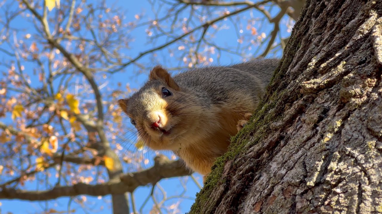 [ iPhone 15 Pro - HDR 4K - 60fps ] Cute Squirrel Says Hi - Ann Arbor Wildlife - Original Chill Music