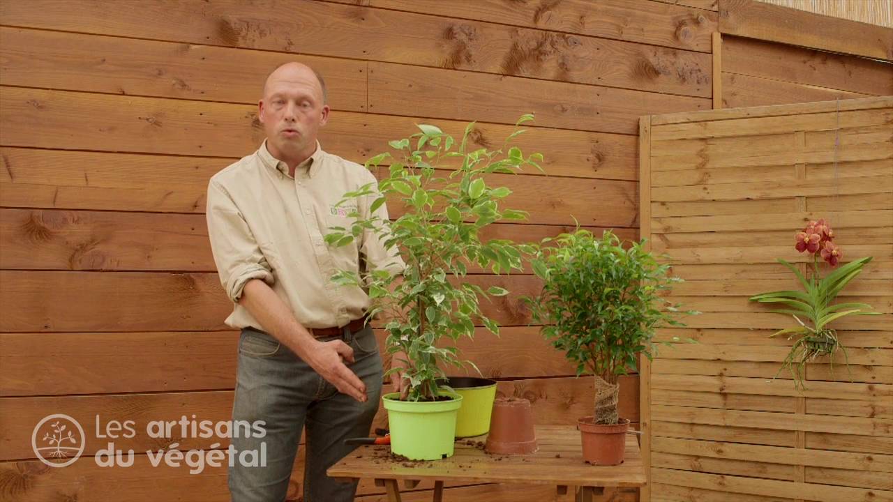 🌿 Comment rempoter une plante verte : l'exemple du ficus