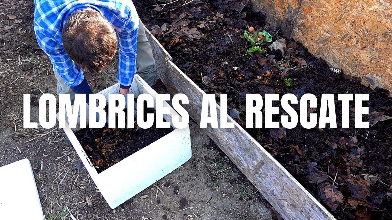 LOMBRICES AL RESCATE (de mis errores de compostaje)