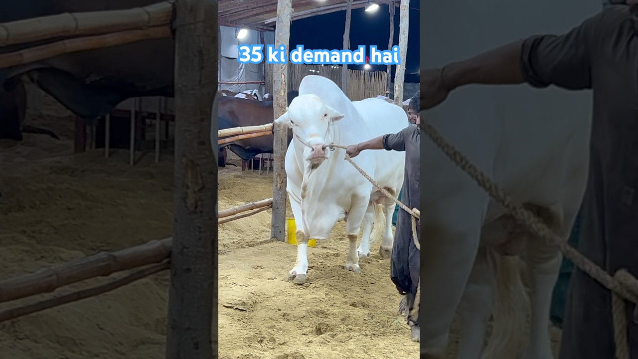 44 ki demand hai || maweshi mandi 2025 #cow #cattlemarket #bull
