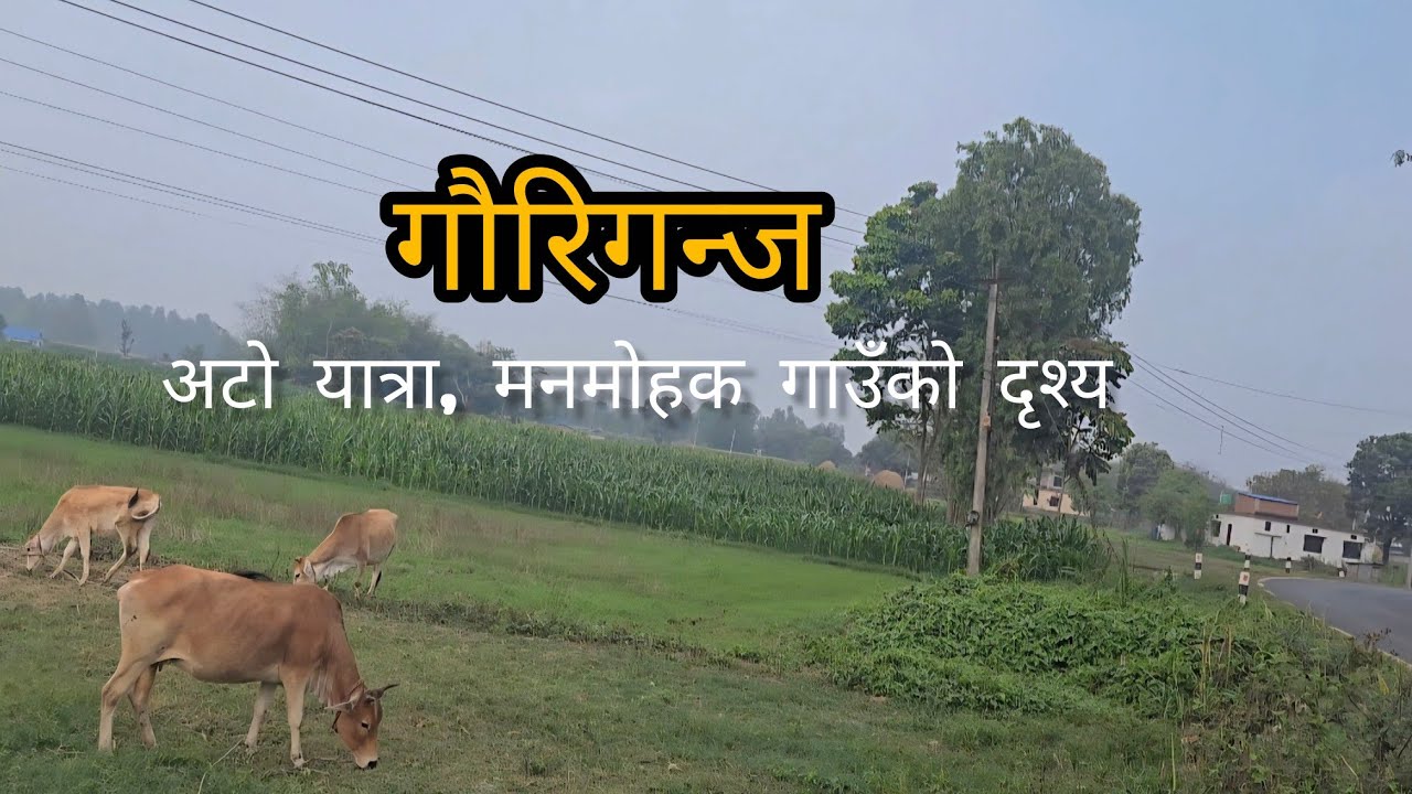 गौरिगन्ज एक अविस्मणीय यात्रा | सुन्दर गाउँ, अन्नको भण्डार मधेश क्षेत्र। Travel vlog...