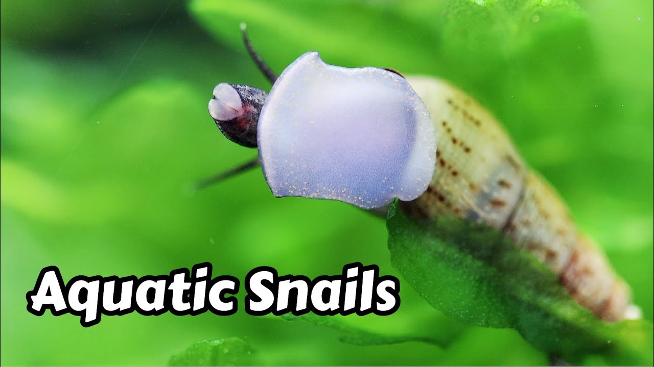 FRESHWATER SNAILS You should definitely try!