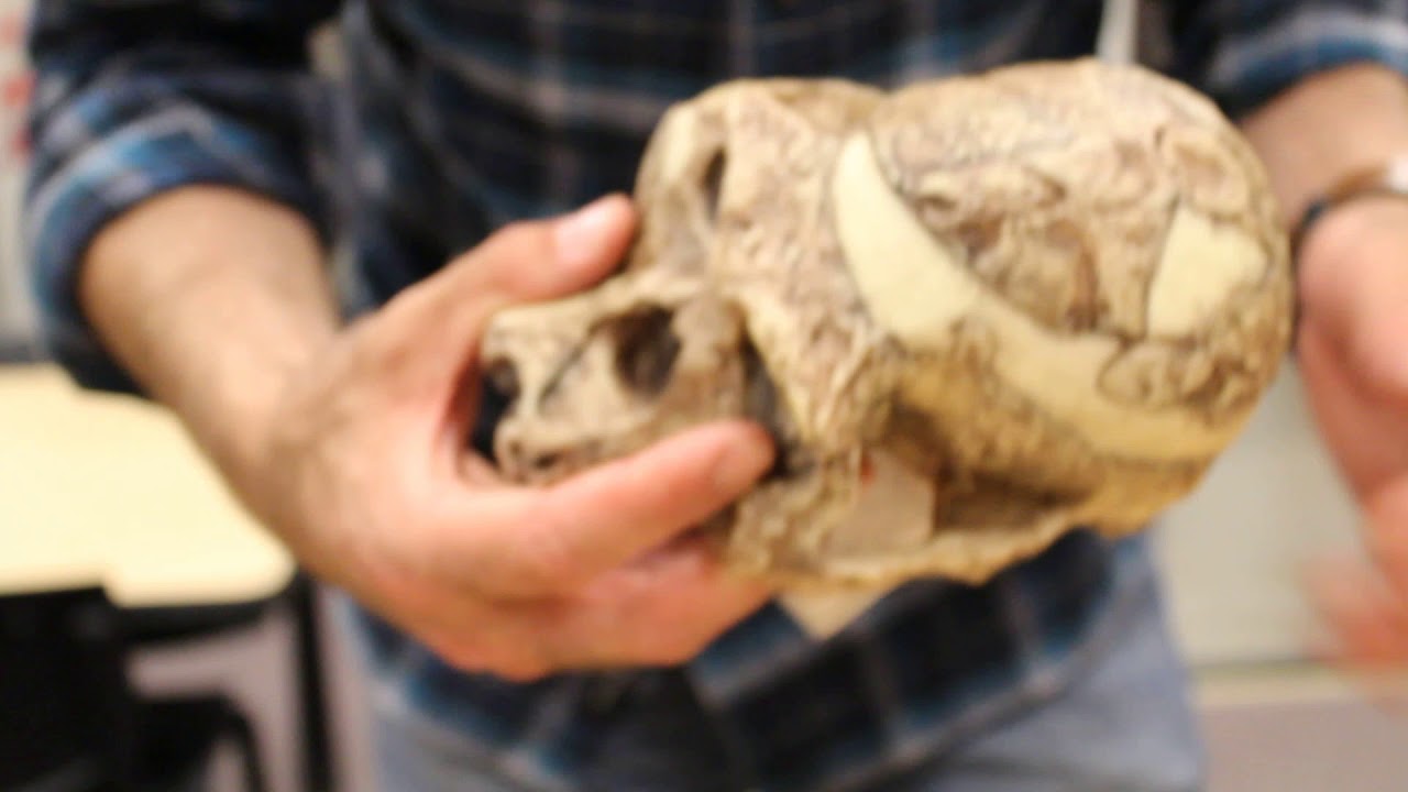 Unboxing Mrs. Ples' Skull Replica