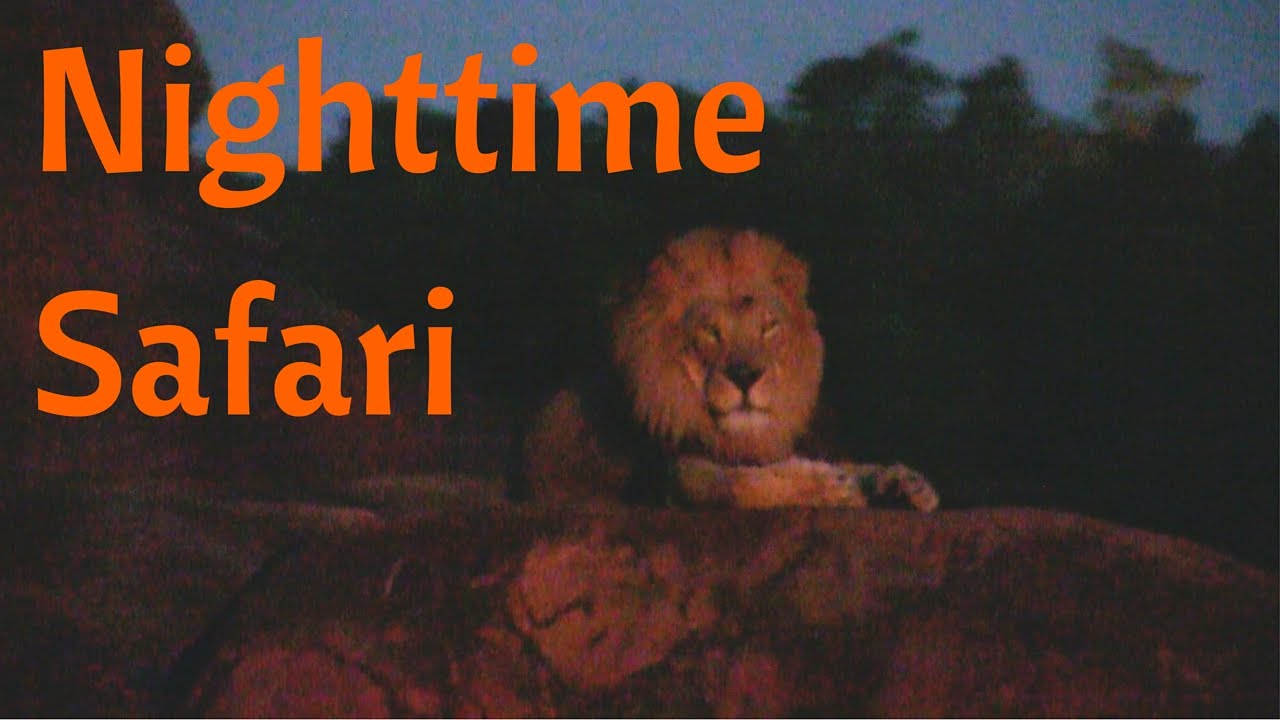Full Nighttime Kilimanjaro Safaris ride at Disney's Animal Kingdom