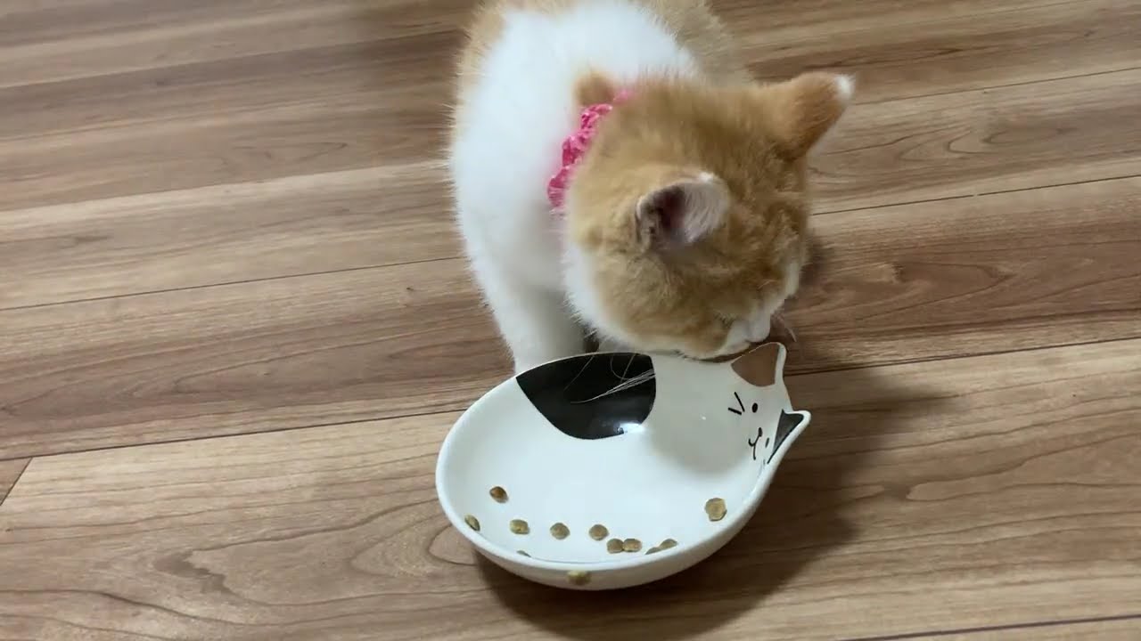 子猫のマンチカンがご飯に夢中でこっちを見てくれない🐈#cat #猫 #子猫