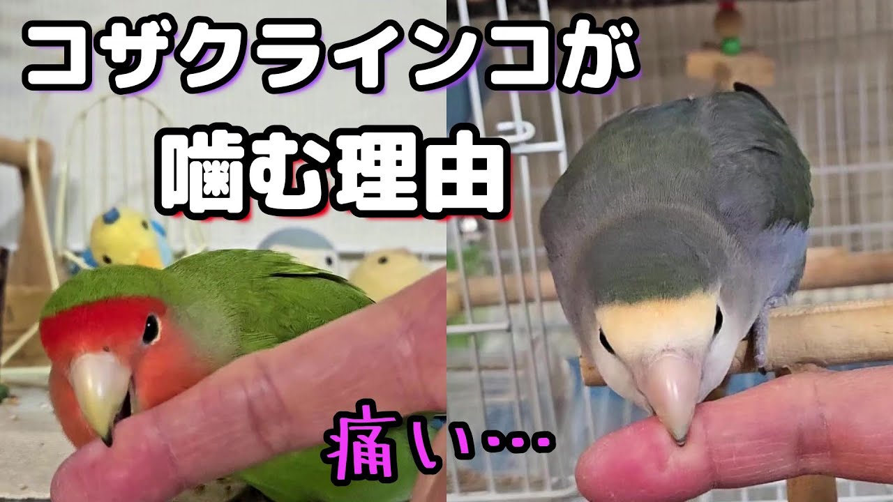 【インコに噛まれても理由が分かれば可愛くて面白い】#コザクラインコ#インコ#lovebirds