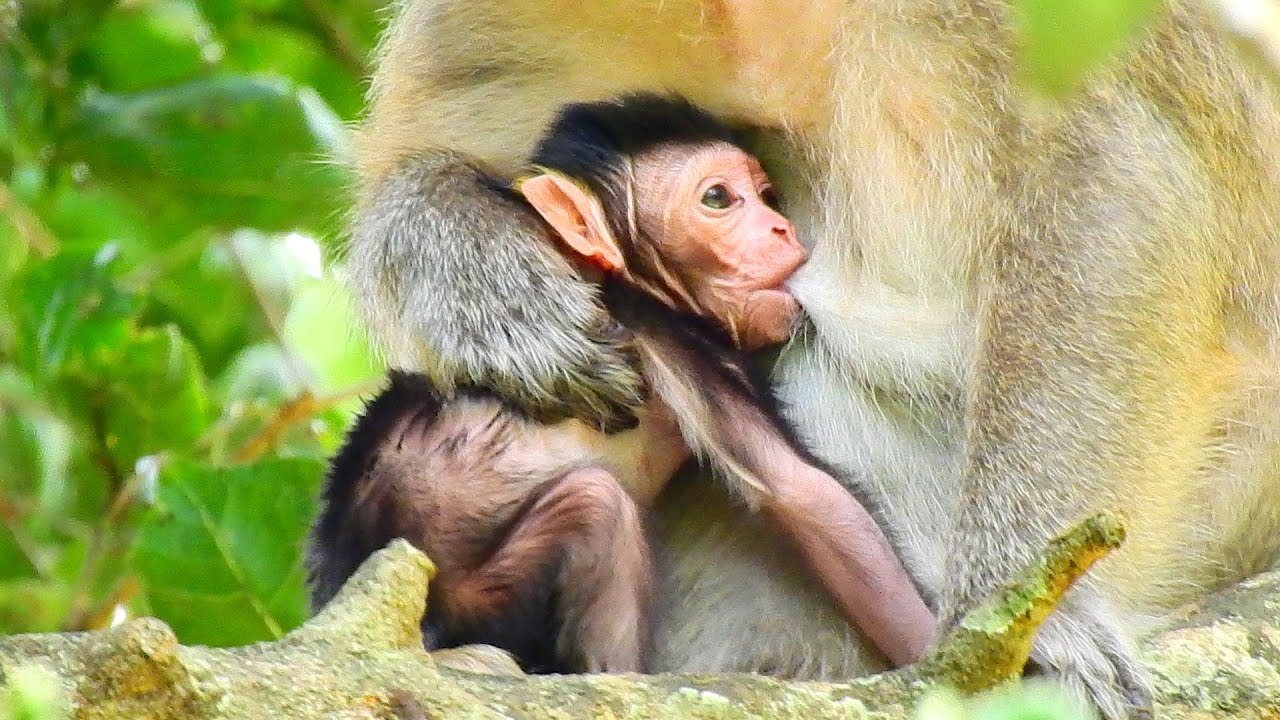 FRESH UPDATE NEWBORN TODAY. BABY VERY LOVELY TRY GET FIRST MILK WITH MOMMA ON THE TREE.