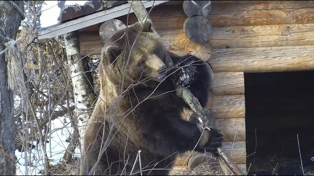 Весенний субботник у Мансура 🐻 Spring Cleanup at Mansur's