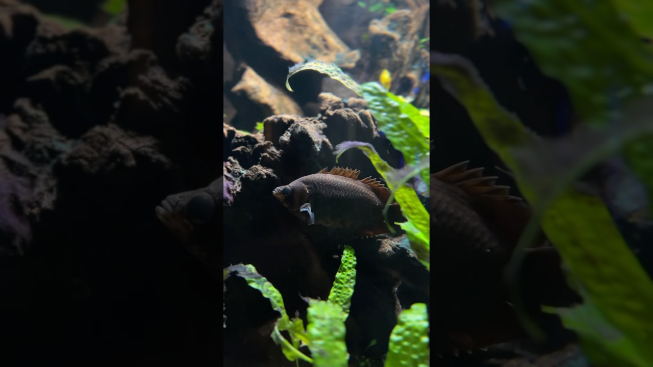 The Deep #thedeep #underwater #aquarium #hull #fish
