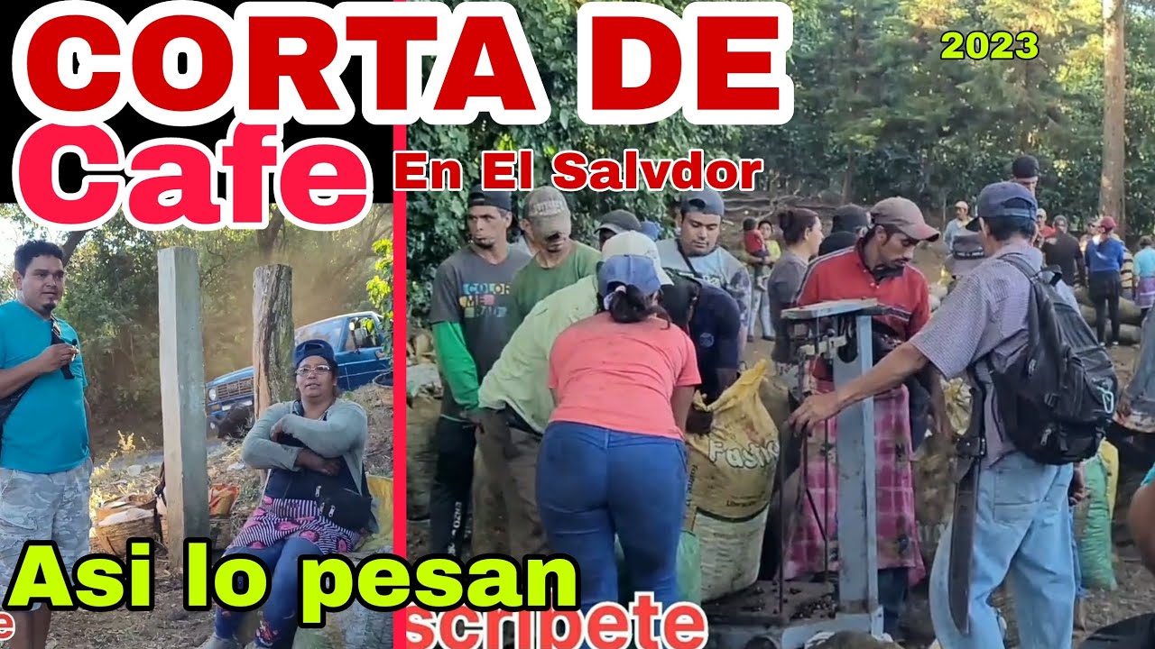 Producción de café en El Salvador