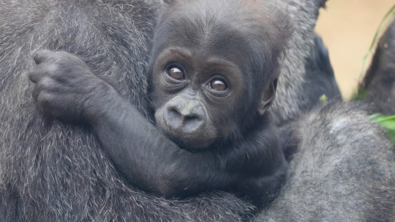 モモタロウファミリー最新♡ママの後ろから可愛いお顔｜京都市動物園｜撮影日2026.2.27｜【きょうのゴリラ】