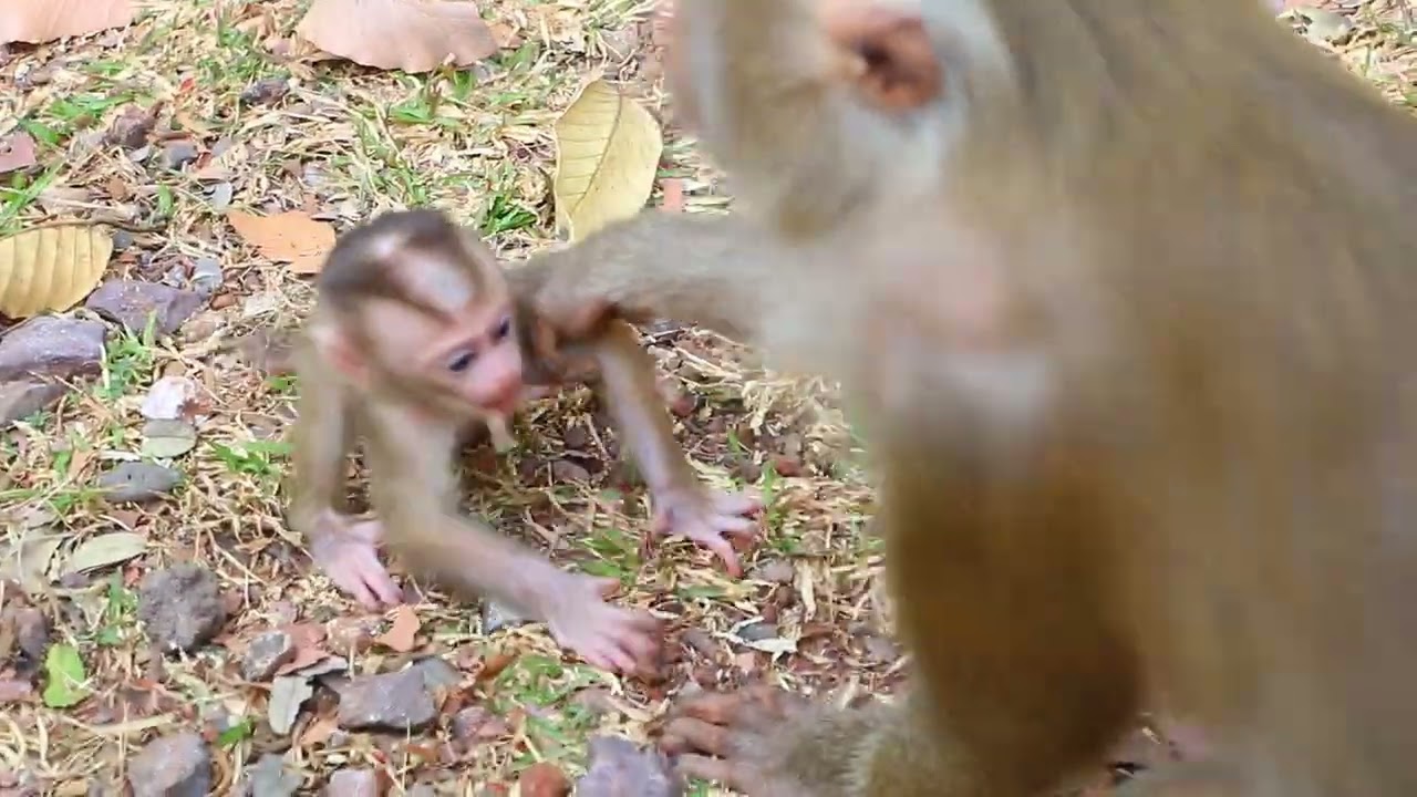 #monkeylove #monkeys #cute #cutebaby babe monkey #octave#primate#cat#funnymokey #monkey #babymokey