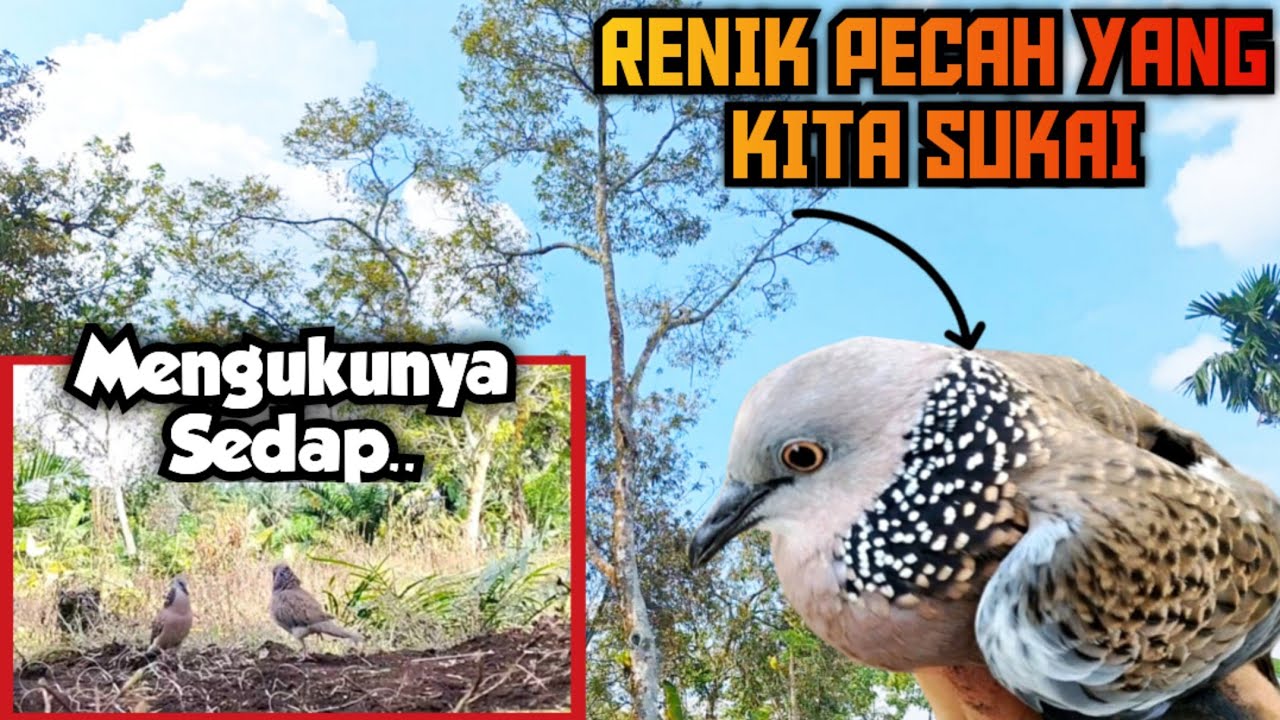 Model Renik P3cah Dan Pembuluan Tembaga || Suara Besar Penguku G4gap 1 M4ta Penghuni Durian Tinggi 
