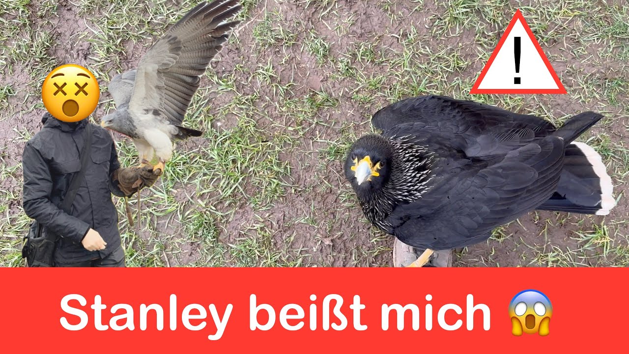 Schleiereule ausgewildert, Stanley beißt und mehr 🦅🦉😊 - Greifvogelwarte Feldatal