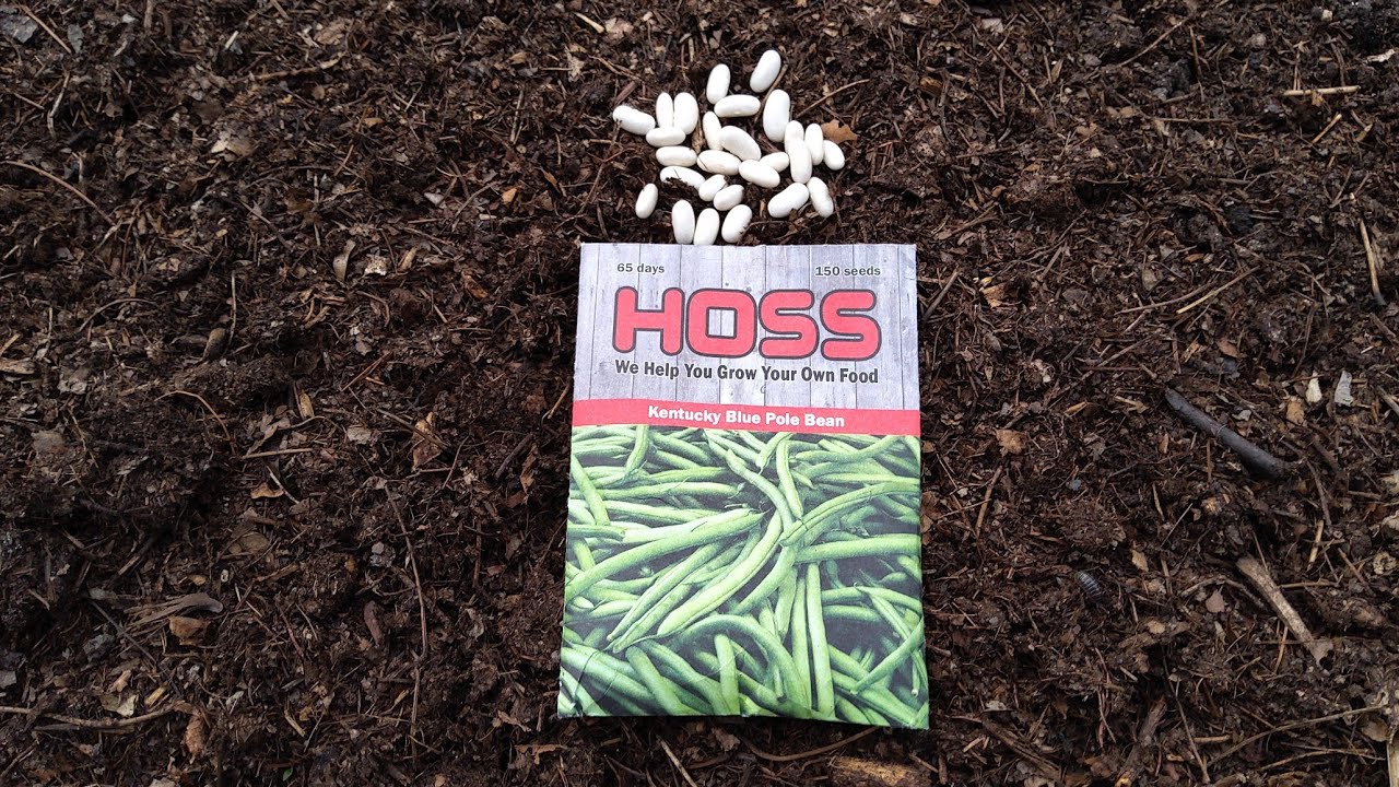 Planting Kentucky Blue Pole Beans 5/14/23